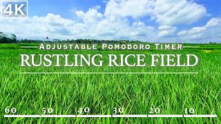 Boost Productivity: Soothing Rustling Sounds of Rice Field & Pomodoro Timer