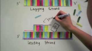 DNA stop motion