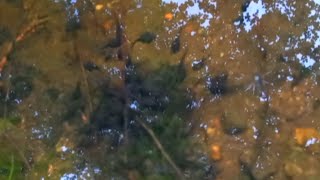Tadpoles unknown species