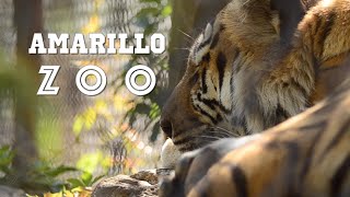 Amarillo Zoo
