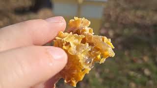 Bee update 11-16-25 (We both get stung)