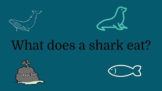What do sharks eat?