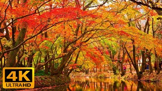 4k Ultra HD Video Relax Music, Nature Sound With Beautiful Relaxing Piano Music For Stress Relief