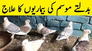 sust kabotar ka ilaj | kabootar ka ilaj | how to treatment pigeon || #kabutartv