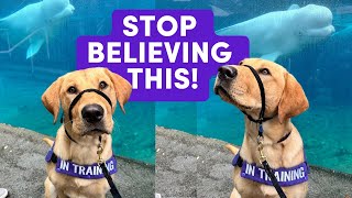 Social Media is Lying to You About Service Dog Training