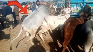 Cow and buffalo market, see all types of animals #animal