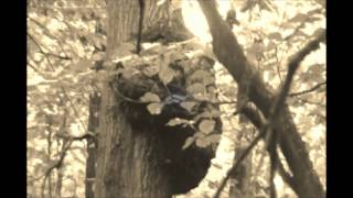 A SASQUATCH IN A TREE: FINDING BIGFOOT
