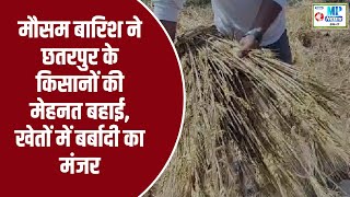 बैमौसम बारिश ने किसानों की फसलों को किया तबाह पीड़ित किसानों ने सरकार से लगाई गुहार देखिए तस्वीरें 