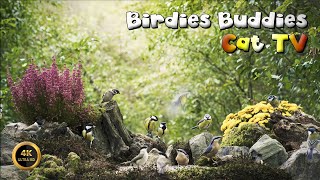 Cat TV for cats to watch 🐈 -  BIRDS MAKE ME CALM 🦜🌿 (4K)