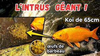 A HUGE 65CM KOI DEVOURS SPAWNING BARBEL!