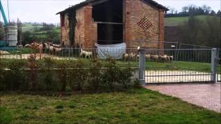 Sheepness (sheep fitness)