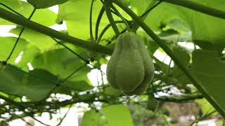 Chayote grown in Japan is bearing fruit in early autumn #nharuamit #susu #lamvuon #nature #vegeta...