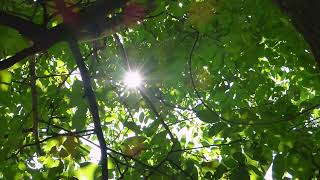 BEAUTIFUL NIGHTINGALE SONGS-RELAX FOR ONE HOUR