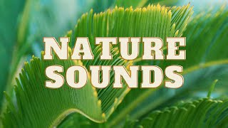 Downstream Music is music for your soul and mind to help you relax, study, meditate and sleep.