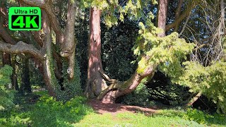 Beautiful Relaxing Sounds of Birds in the Forest | Nature Sounds for Sleep, Meditation and Study