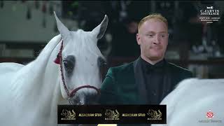 KIAHF 2026   Arabian Peninsula Horse Show   Class   Senior Mares Championship