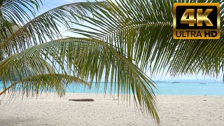 Wind through the Palms at a Beautiful Beach Relaxing with Birds Singing & soft sound of waves 4K 8hr