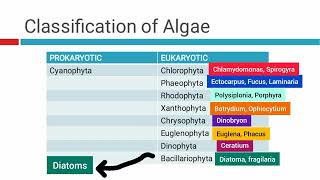 CLASSIFICATION OF SEEDLESS PLANTS