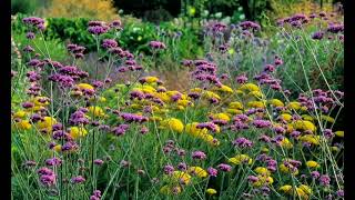 Relaxing Music. Birdsongs Sounds.  Positive Feeling - Stress Relief