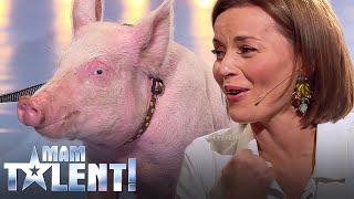 Nie uwierzysz, co zrobiła świnia na castingu do Mam Talent! Śmierdząca sprawa! :)