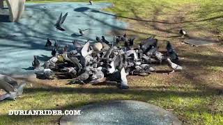 Pigeon Gang VS Krispy Kreme Donut