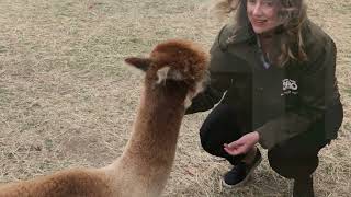 This Giving Tuesday Help Us Bring Alpacas To Blank Park Zoo