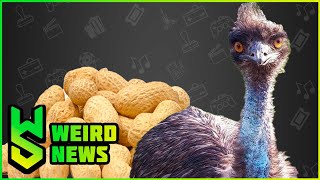 Weird News Reviews (Live!) | FASTEST TIRE CHANGE, RUNAWAY EMU, WORLD RECORD COLLECTIBLES and MORE!