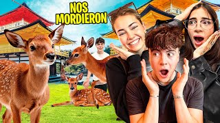 FEEDING DEER in JAPAN 🇯🇵 (with KATTEYES)