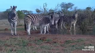 A beautiful herd of zebra drink from a waterhole in South Africa.  EXPLORE.org  10/29/22