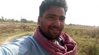 Sweat in the field, grains at home | Wheat harvesting Vlog