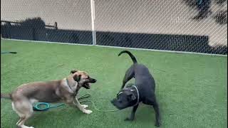 Sheila, Teddy, Wick at San Jose Animal Care Center