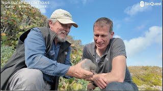 Bermuda's new Governor visits Nonsuch Island and meets the CahowCam 2 chick.