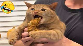 New Funniest Cats Videos 😼Try Not To Laugh😜Daily Serving of Internet Cats Part 27