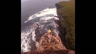 EAGLE DIVE | Robin Gillard | Handpan