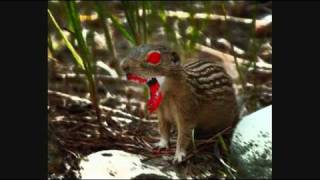 Bloodbath - Eaten Chipmunk version