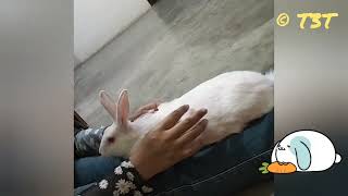 Bunny 🐰 #rabbit #bunny #animals #india #beautiful #tinytraveltrailtales #share #calm#happiness#like