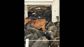 Ste Rose Auction Mart Live Stream