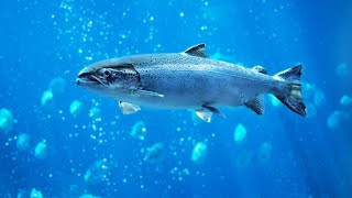 Chasing Salmon on the Tweed (Animal Documentary)