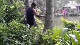 গ্রামে প্রথমবার ডাব গাছে উঠলাম রামগঞ্জ | Ramganj was raised in the village for the first time.
