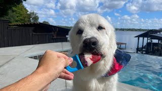 SUPER COOPER CELEBRATES FOURTH OF JULY!