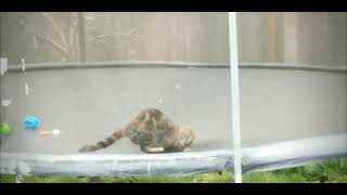this cat that's not mine go's crazy on trampoline