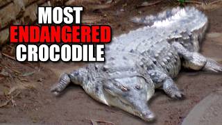 Slender Snout Crocodile Facts: ENDANGERED Crocodilian 🐊 Animal Fact Files