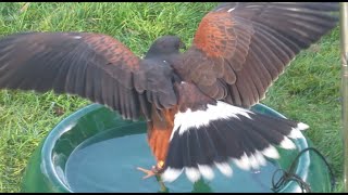 HARRIS HAWK BATHING AND WEATHERING