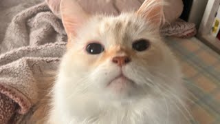 Semi-Multicoloured Caucasian Cat
