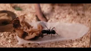 Progression of the growing ant colony's