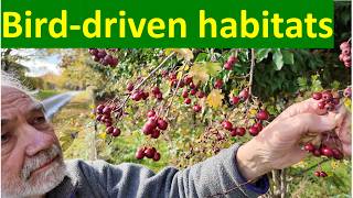 Fruit, frugivores, and the ecology of seed dispersal