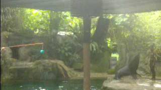 animal show - seal
