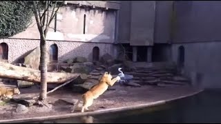 You Can Take The Lion Out The Wild But Not The Wild Out The LION #animals #wildanimals #shortsfeed