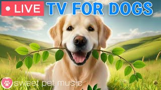 🔴24 Hours of Dog TV🎵🐶Calming Music for Dog Sleep🐾🩷Soothing Music for Dogs with Stress and Anxiety