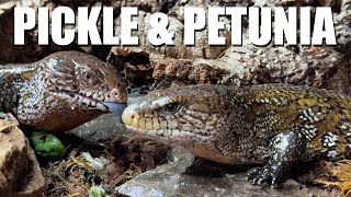 Pickle & Petunia our beloved pair of Kai Island Blue Tongue Skinks